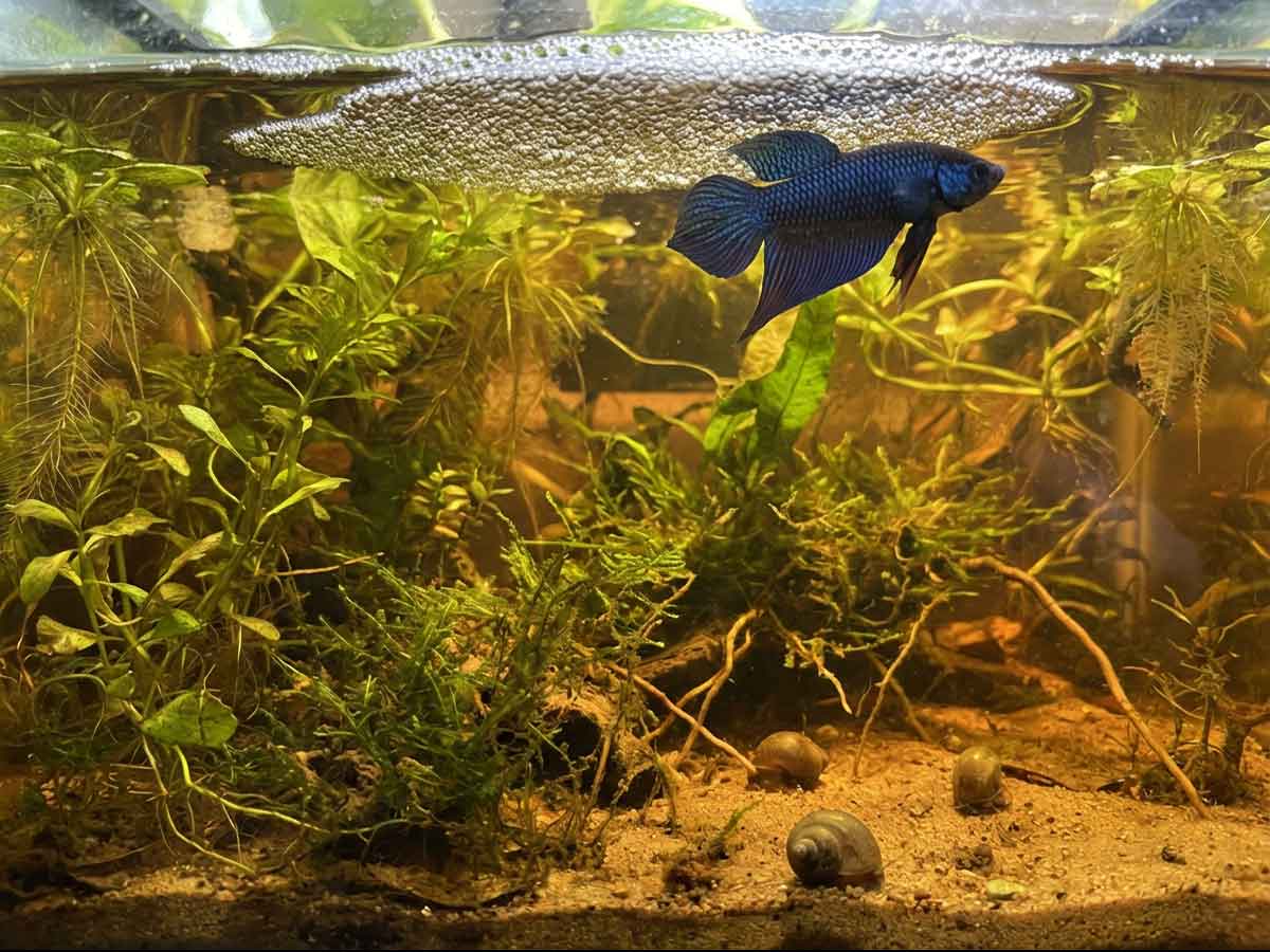 Betta smaragdina in a natural planted tannin-rich aquarium with bubble nest